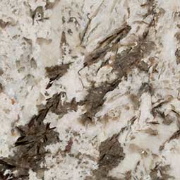 bianco antico granite - Tempe